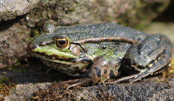 침대 위에서 개구리를 보는 꿈해몽 