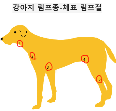 강아지-체표-림프절