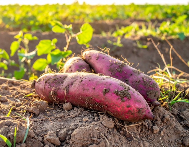 줄기와 잎이 누렇게 말라가기 시작할 때