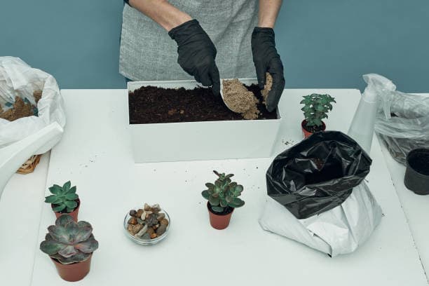 다육이 흙 배합 완전정복