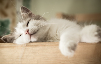 손을 뻗고 자고 있는 고양이.