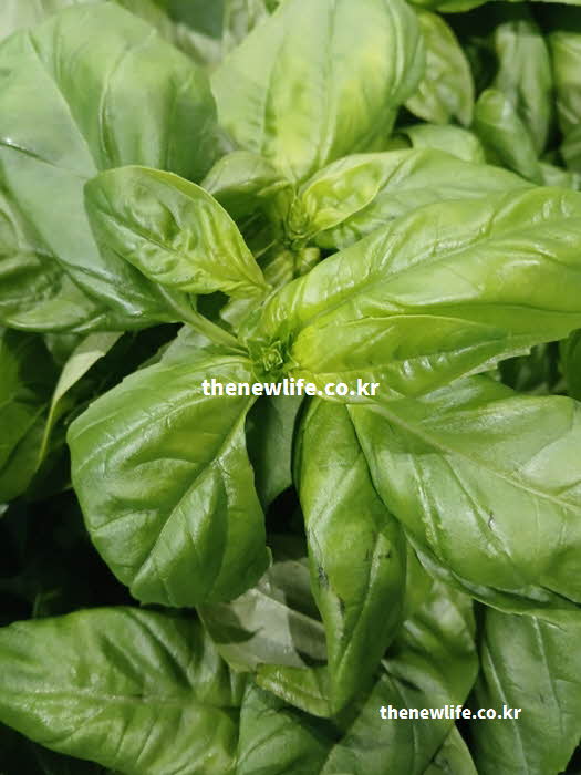 바질 효능 영양 성분 실사진