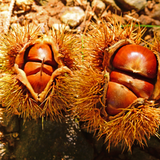 에어프라이어 밤굽기 군밤 만들기를 위한 추가 팁1