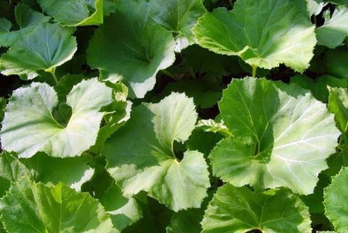 머위 효능 5가지 부작용 머위 데치기는 방법 양념장 뿌리 머위잎 머위즙