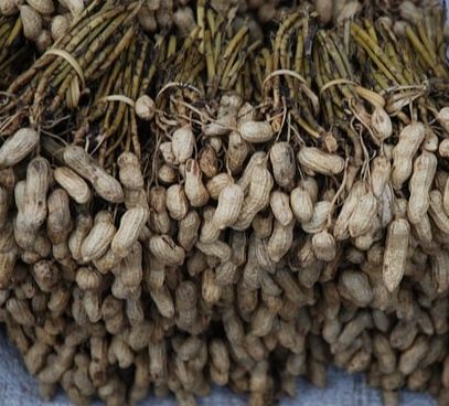 땅콩수확시기 땅콩효능