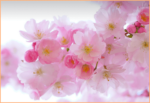 고양 국제꽃박람회