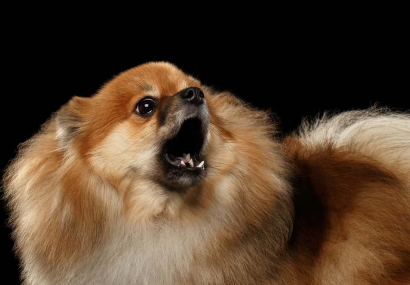 짖는 포메라니안들.