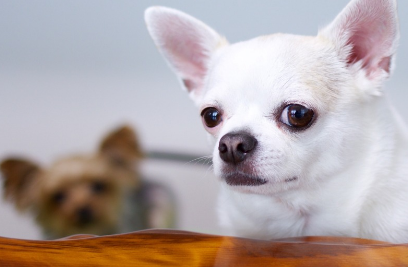 반려동물이미지