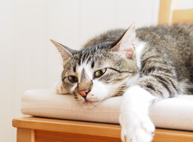 감기로 나른한 고양이.