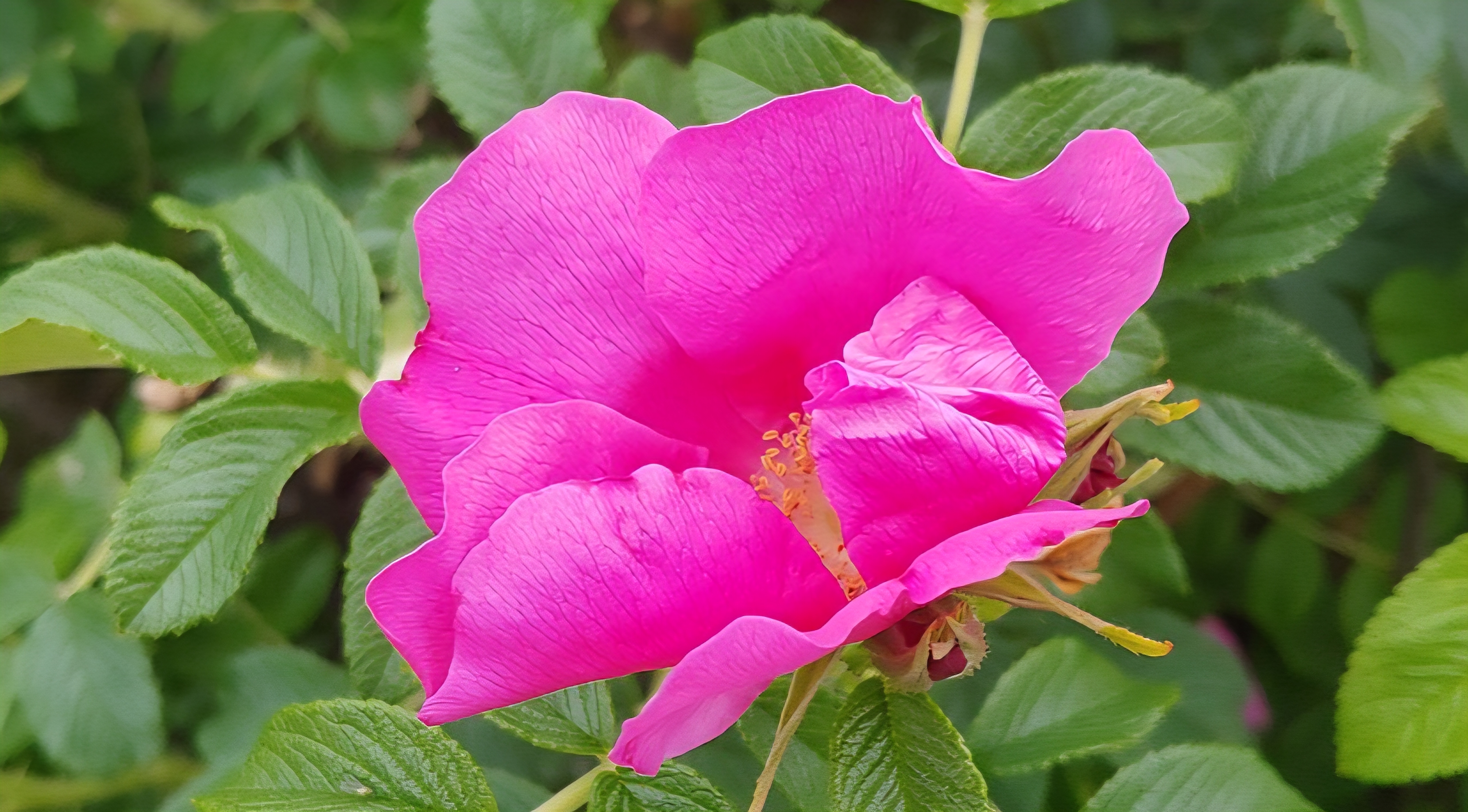 선명한 색감의 해당화와 푸른 잎