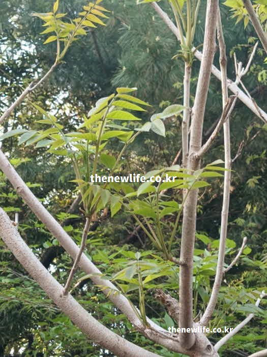 가죽나물 효능 요리법 소금