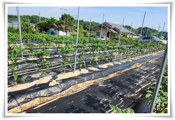 텃밭관리 "2월에 심는 텃밭 작물" 슬기로운 전원생활 가이드!