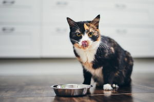 푸드볼 앞에 있는 고양이