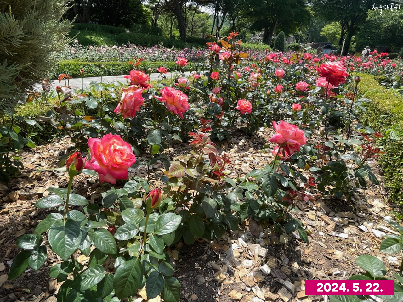 서울대공원 장미 개화현황 1 