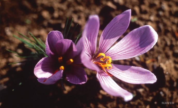 사프란 ( Saffron)