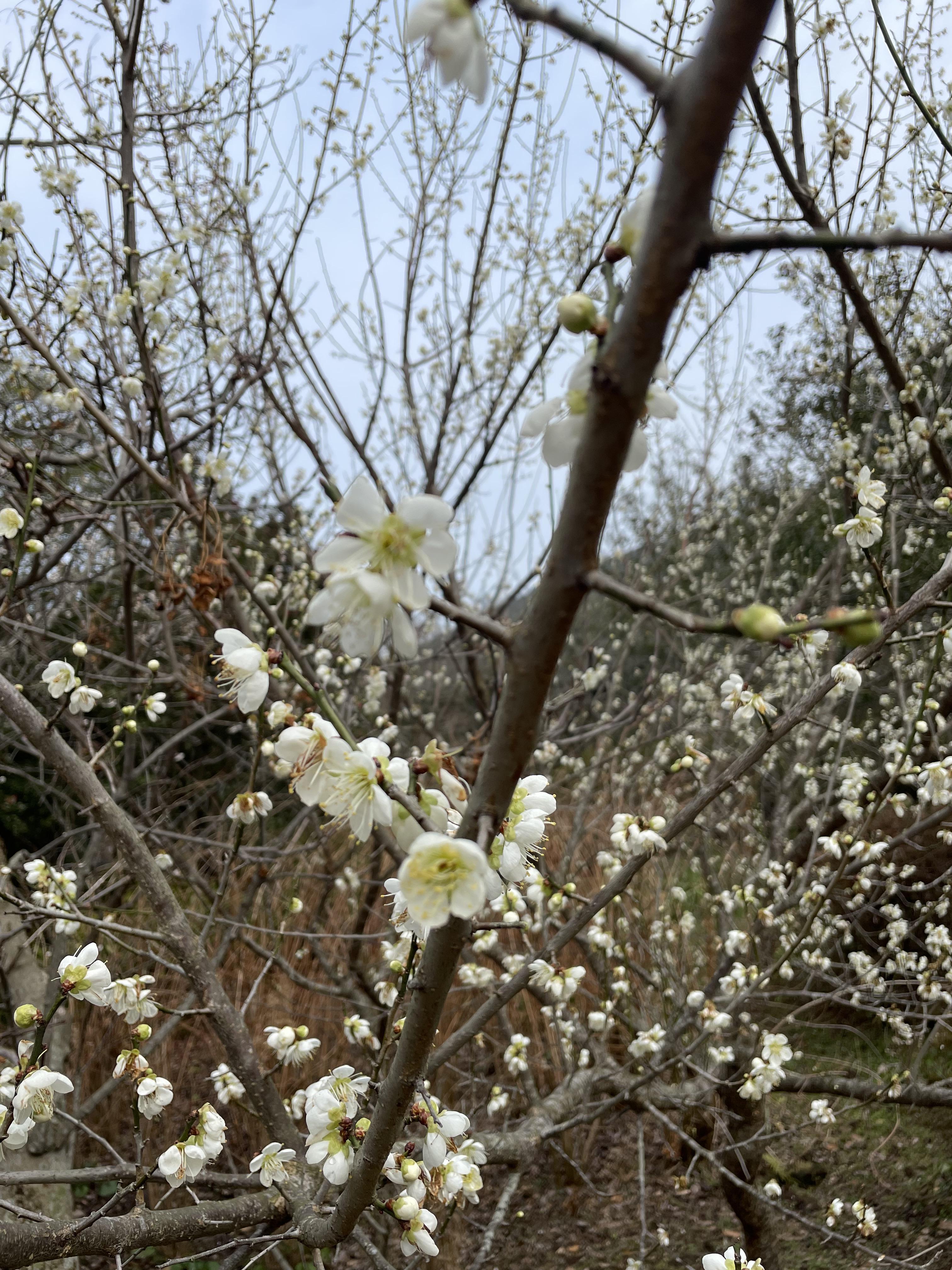 한라수목원_봄
