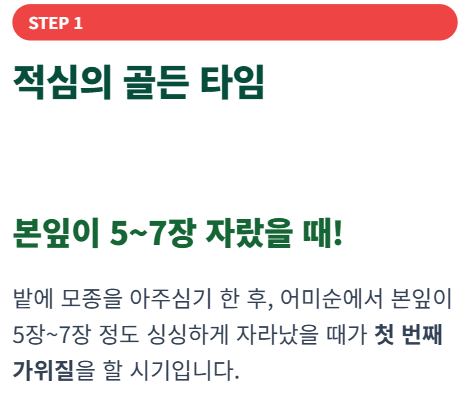 수박 순치기 방법