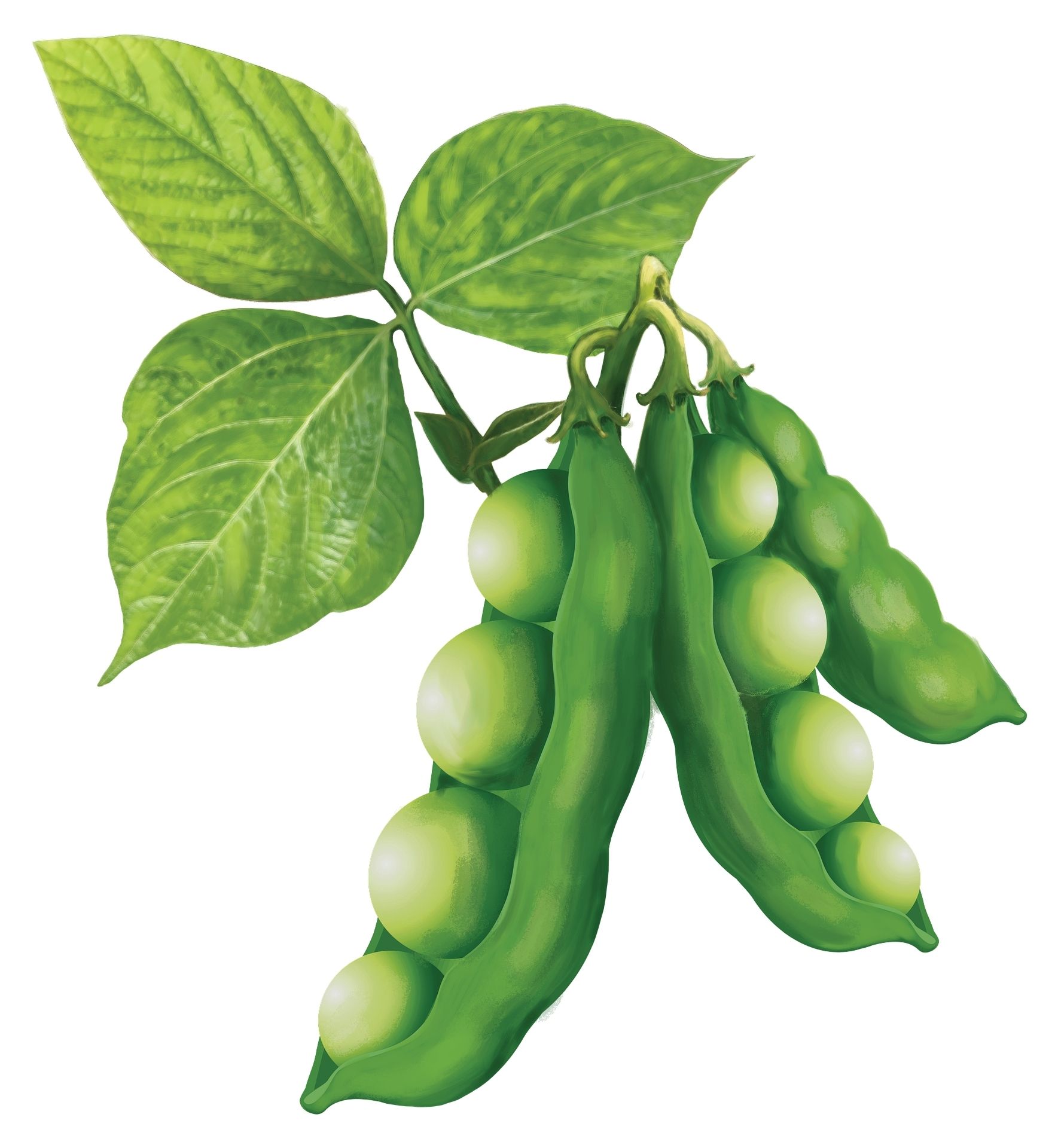 식물 콩그림
