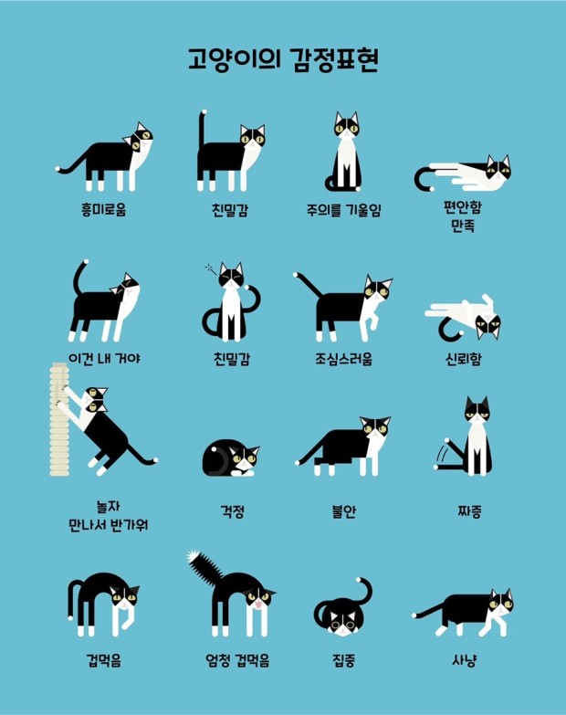 고양이 꼬리 언어
