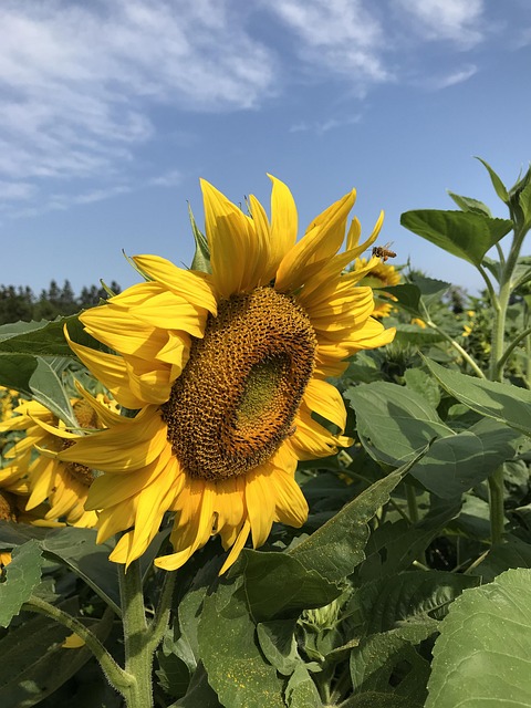 함안 강주 해바라기 축제 일정