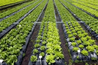 상추 재배 모종활착 일조량 관리 잎따기 방법_2