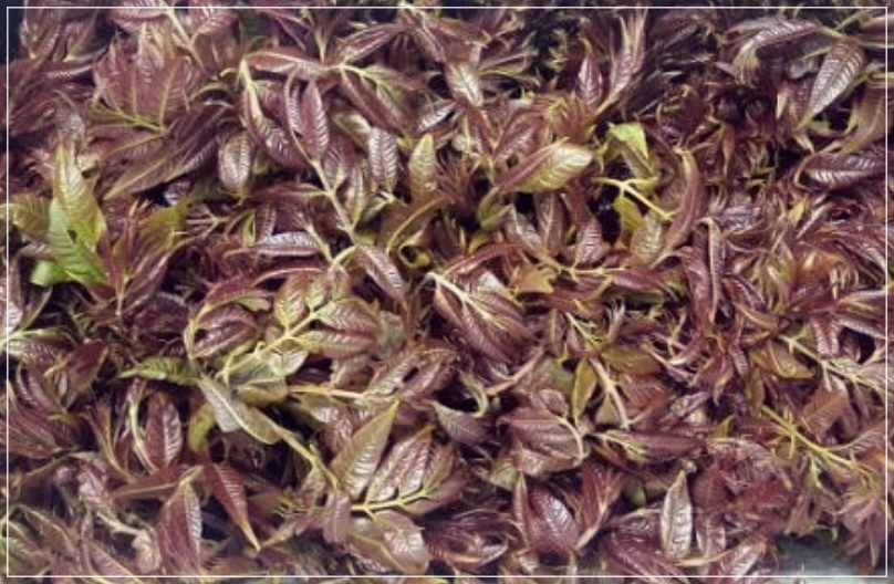 가죽나물 효능 3가지를 바로 알아보자