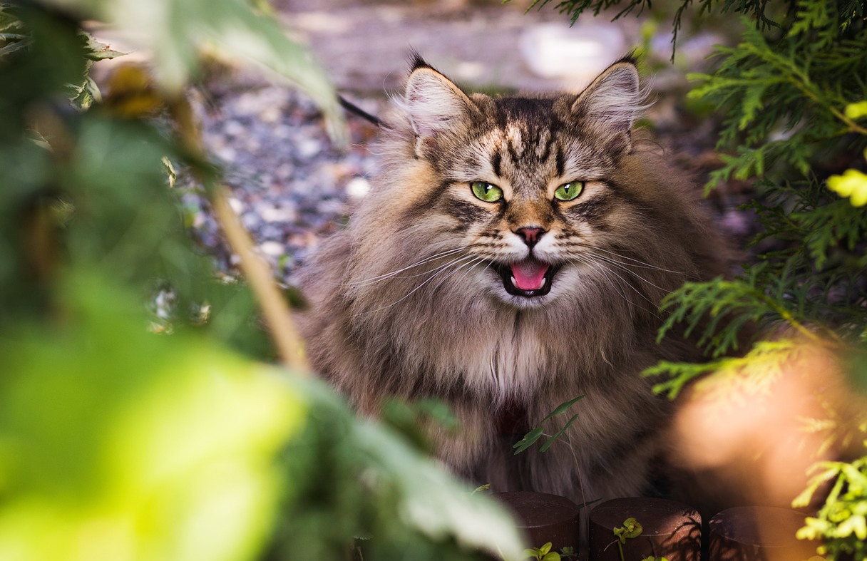 장모종-단모종-추위-관리법