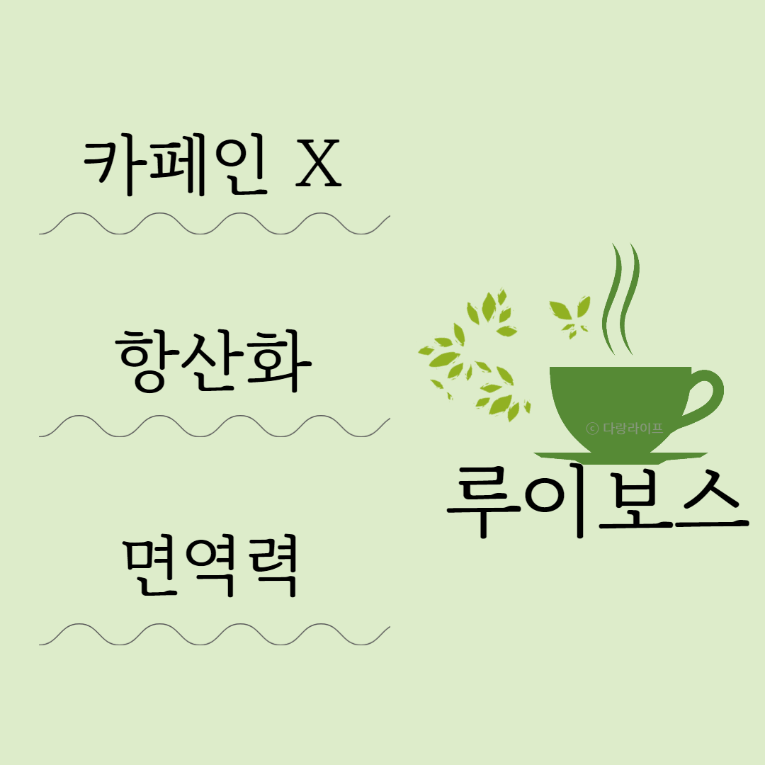 루이보스 효능 루이보스티 효능 효과