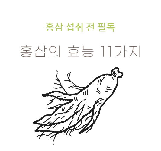 홍삼의효능