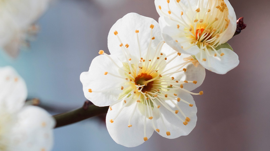 2025년 봄 여행 패키지 예약 완벽 가이드! 인기 여행지 & 혜택 총정리