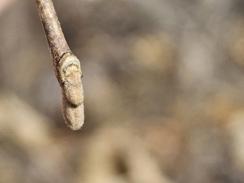 때죽나무 겨울눈2