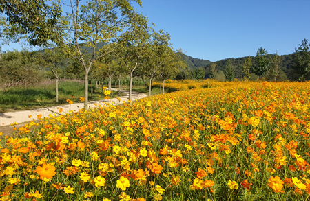 [4월~5월 여행지]만개한 꽃잔디와 봄날의 감동, 거창창포원에서 만난 힐링의 순간