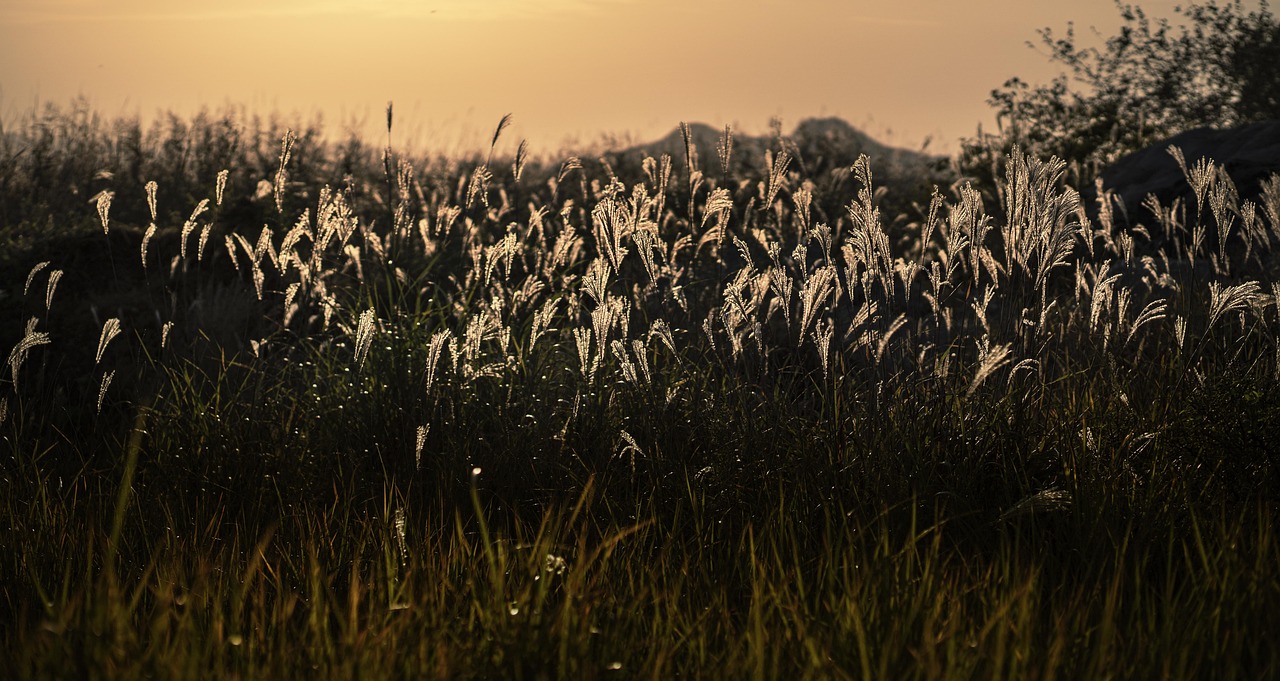 강릉 안반데기 고원 억새 평원 관련 사진