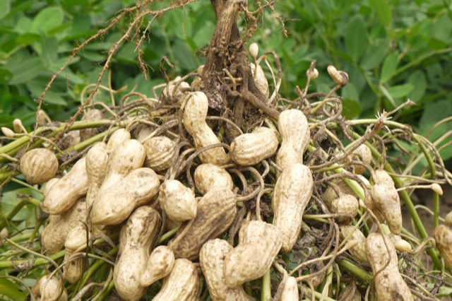 땅콩 수확시기