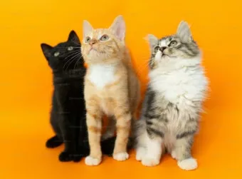 고양이 발정 기간 증상 대처_4