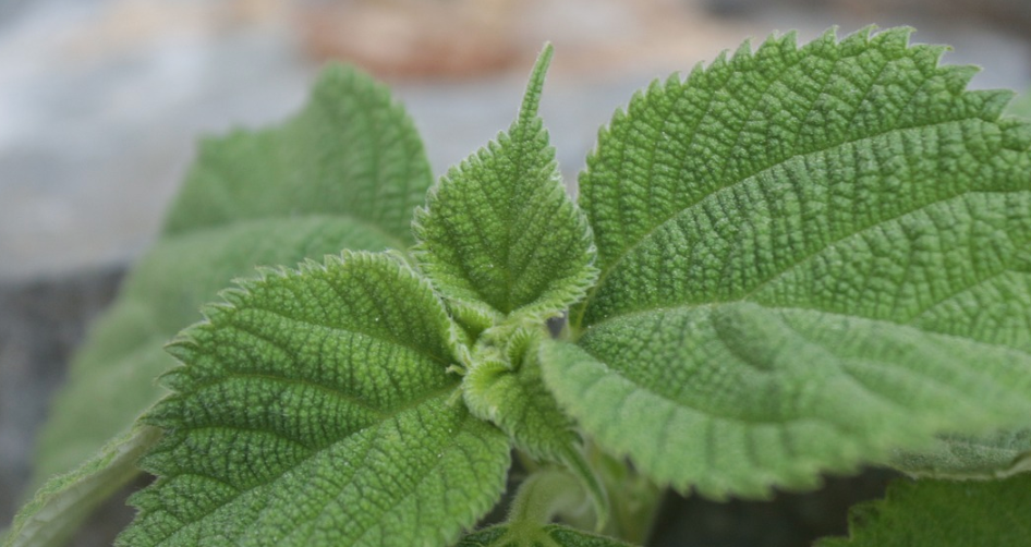 깻잎-여름피로-피부-베타카로틴-비타민-활성산소