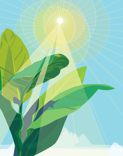 photosynthesis