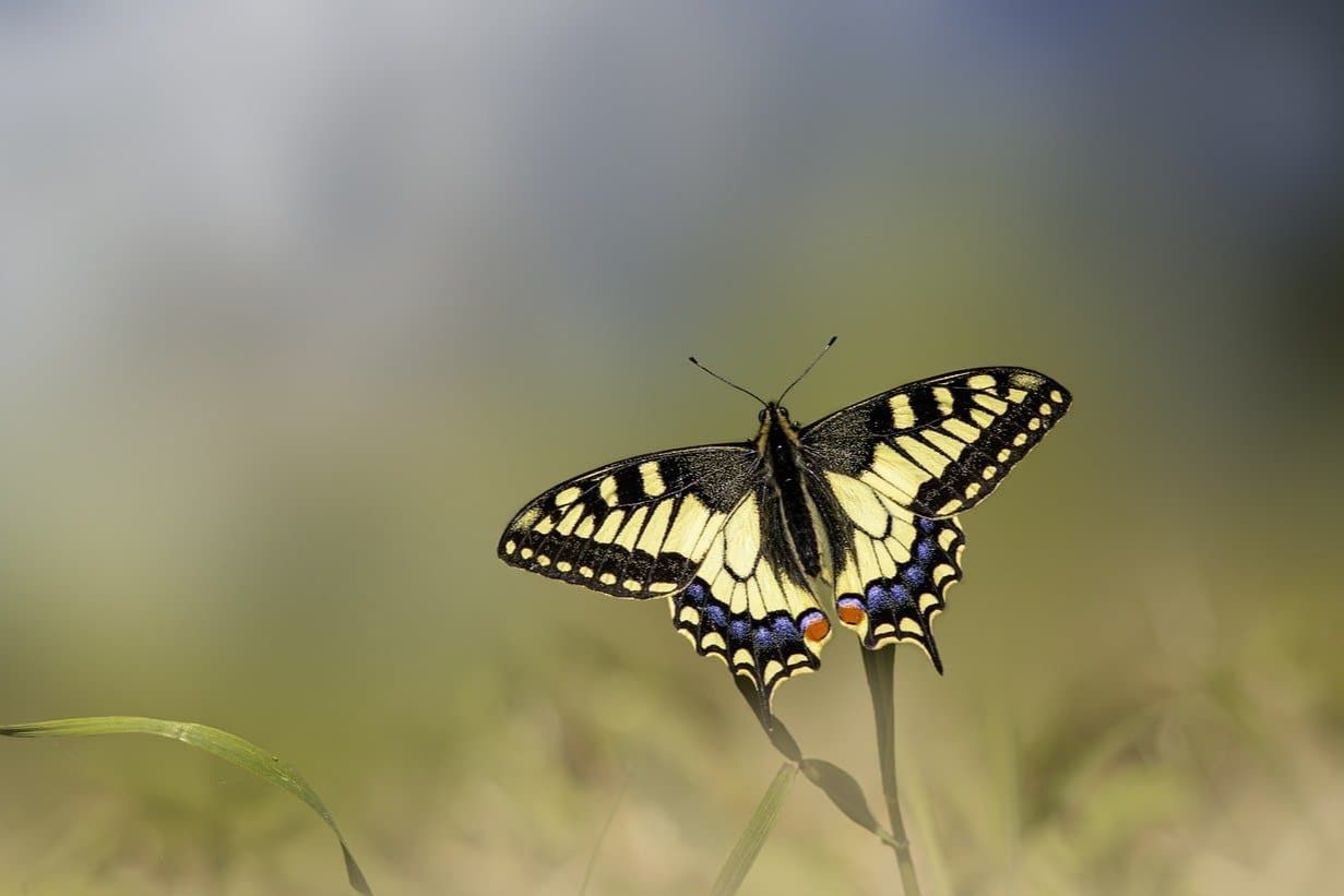 나비 효과란 무엇인가?