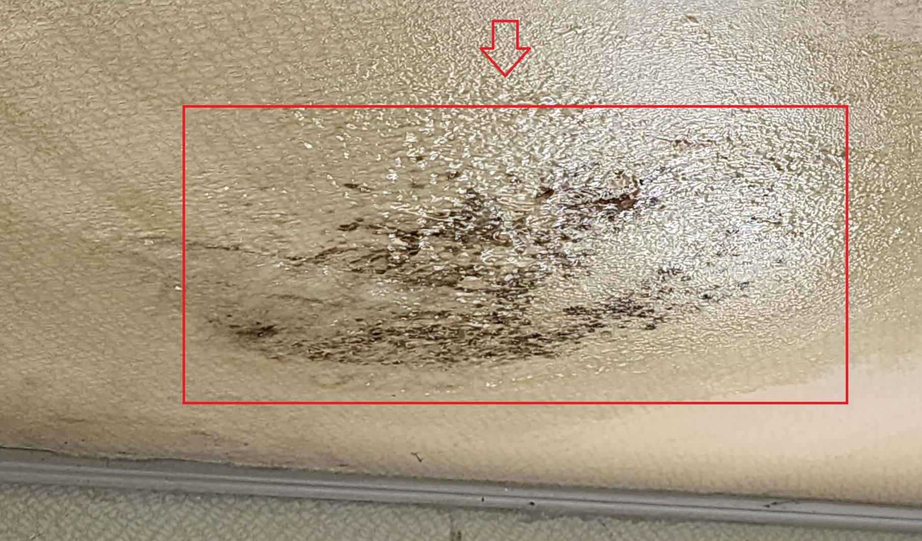 곰팡이 제거제 젤형태 벽지 천장4