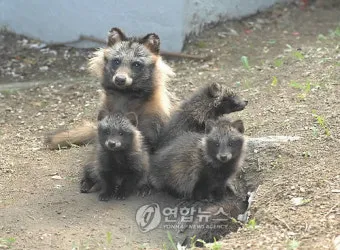 야생 너구리 도시 특징 매력 성격_20