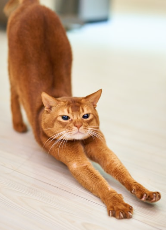 혈관 탄력에 좋은 생활습관