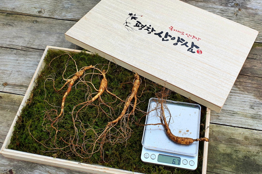 6시내고향 평창 산양삼 효능 및 구매 정보 삼부자 평창 산양삼