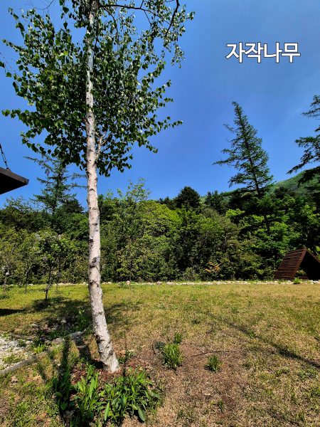 푸른 하늘 아래 시원하게 뻗은 자작나무 한 그루