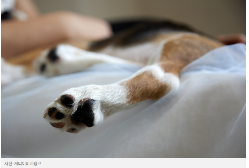 굿바이!...우리 댕댕이!..."그동안&nbsp;고마웠어"&nbsp;: 죽음 대처법