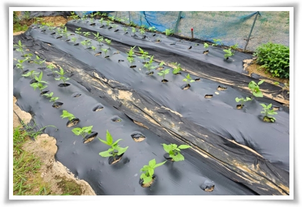 텃밭 &quot;5월, 강낭콩 심으세요!&quot; 콩알 콩알 재미가 톡톡, 쑥쑥 자라는 기쁨!