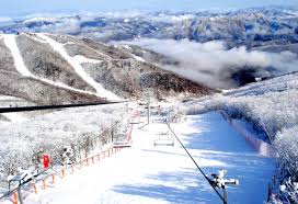 하이원 리조트 스키장 개장일