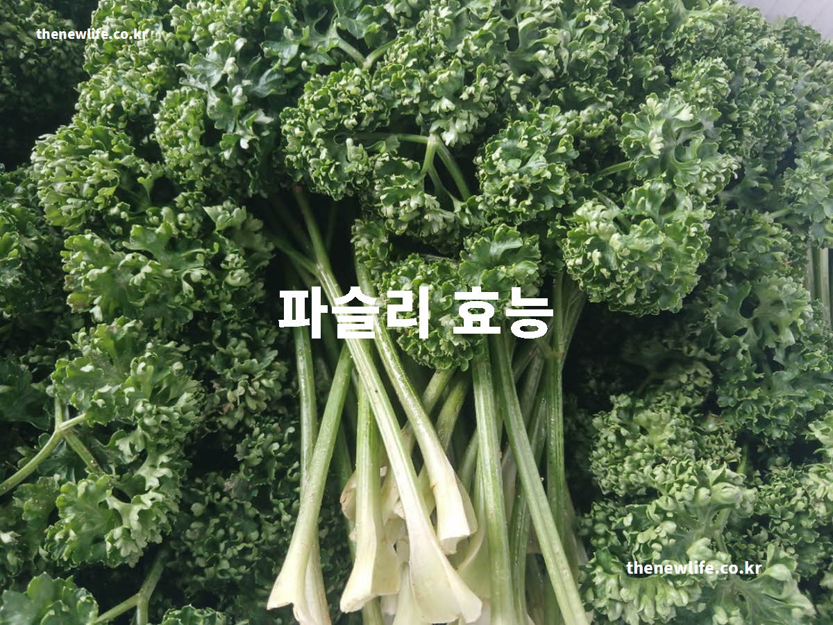 파슬리 효능 대표 실사진
