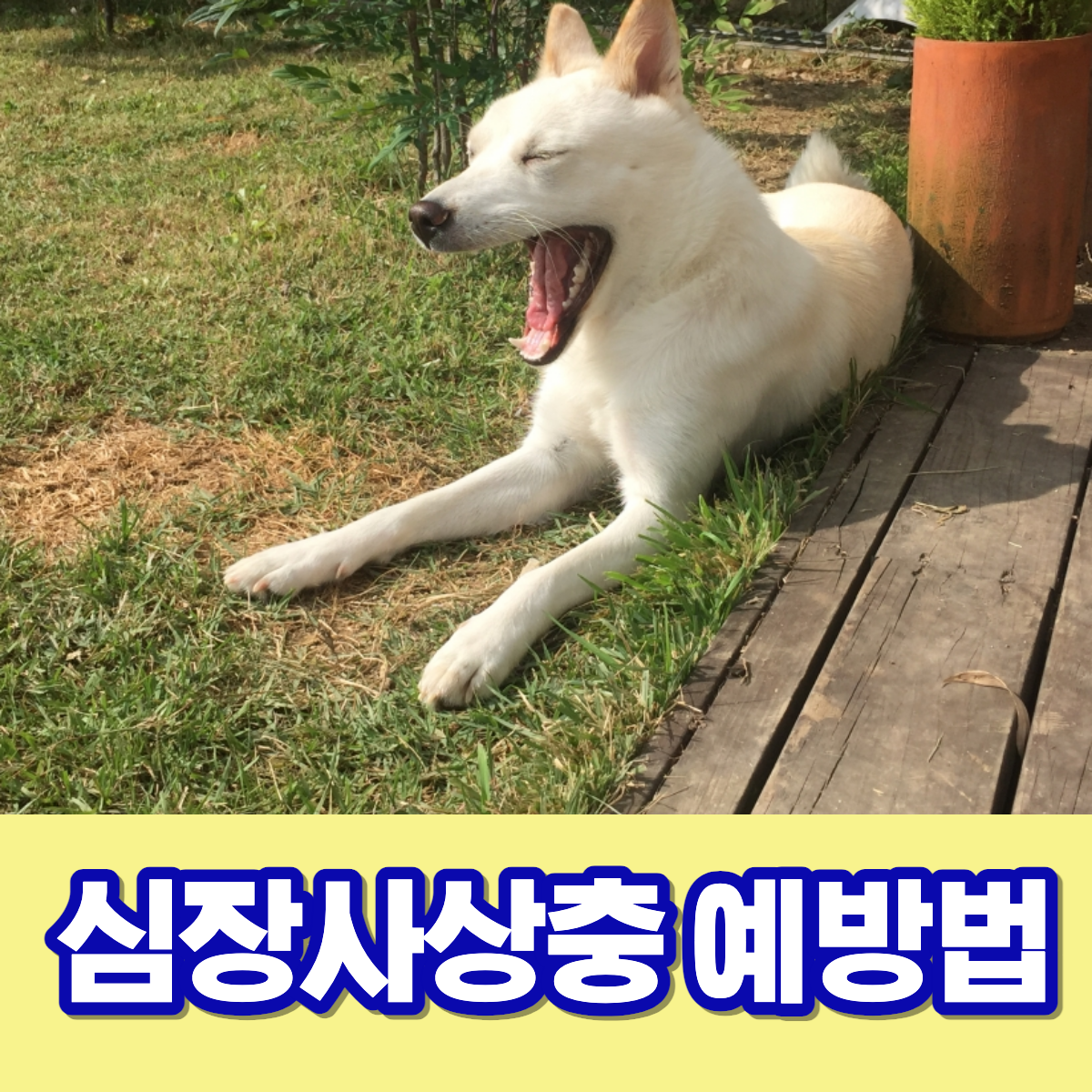 심장사상충 예방법