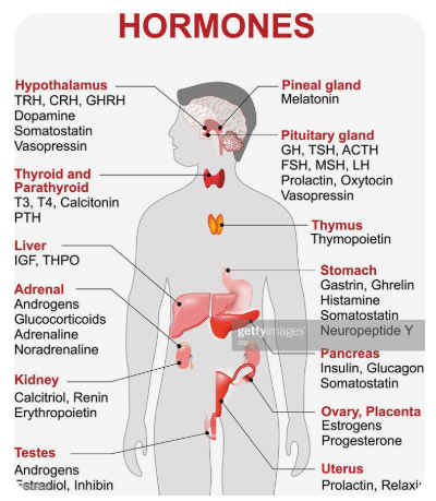 호르몬-생성-위치