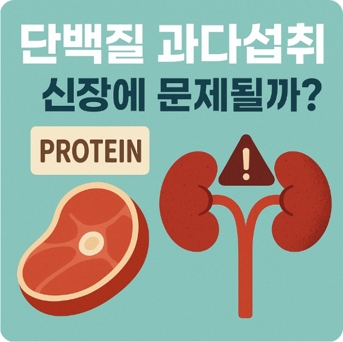 단백질 과다 섭취가 신장에 미치는 영향